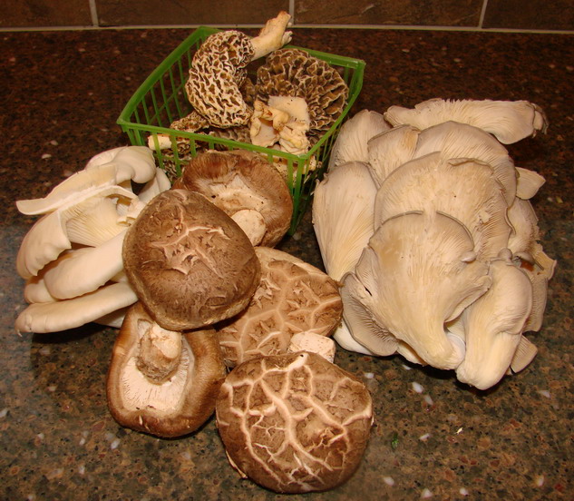 Wild Edible Mushrooms